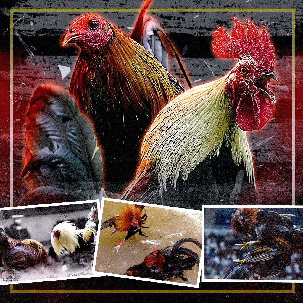 ph365 online sabong featured image